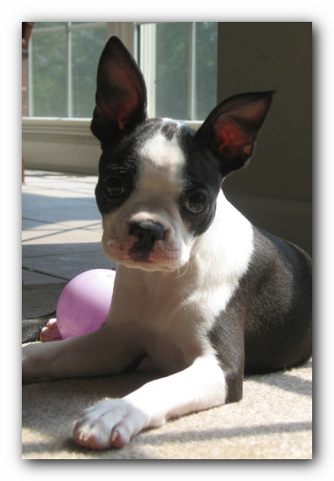 Miley the Boston Terrier Puppy
