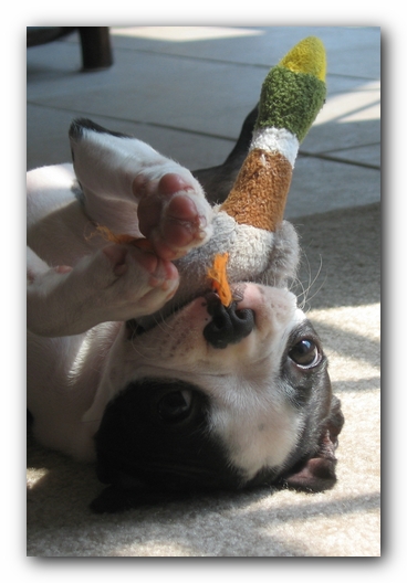 Miley the Boston Terrier Puppy