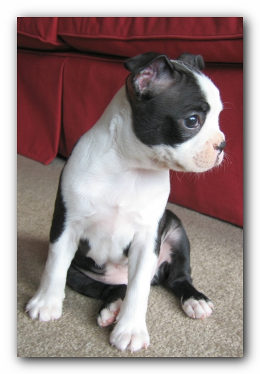Miley the Boston Terrier Puppy