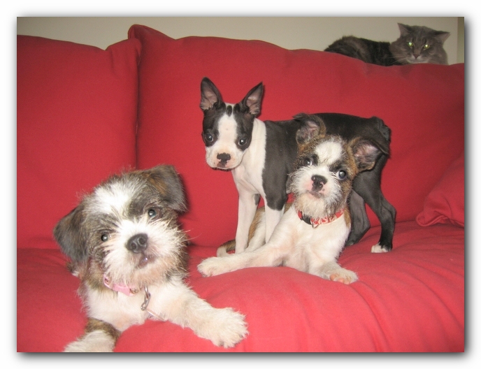 Riley, Miley, Casey and Missy 