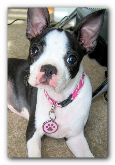 Miley the Boston Terrier Puppy
