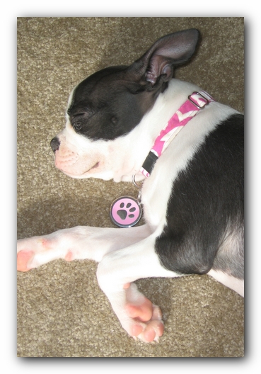 Miley the Boston Terrier Puppy
