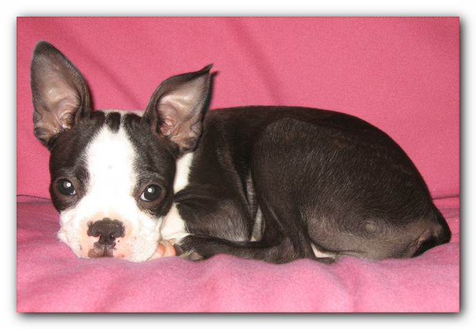 Miley the Boston Terrier Puppy