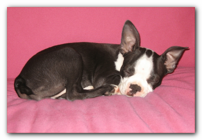 Miley the Boston Terrier Puppy
