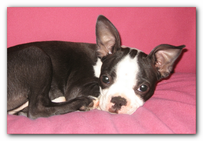 Miley the Boston Terrier Puppy
