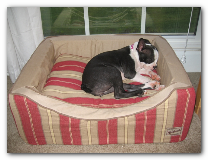 Miley the Boston Terrier Puppy