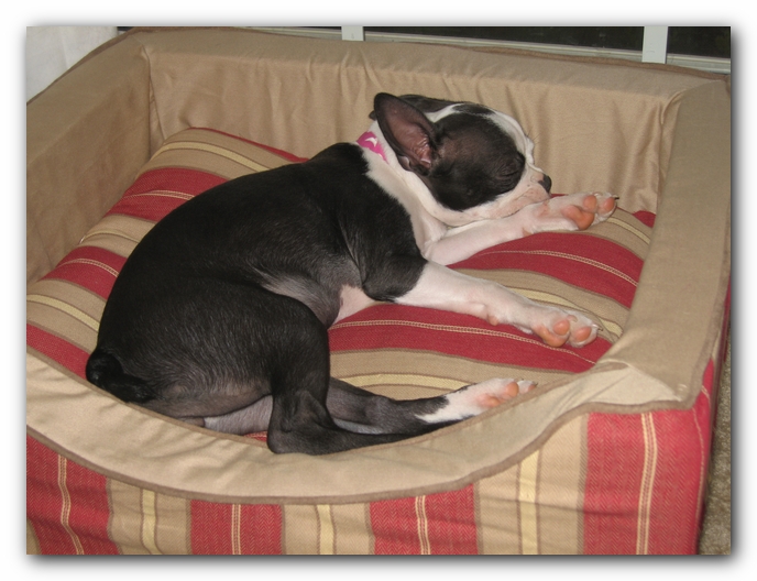 Miley the Boston Terrier Puppy