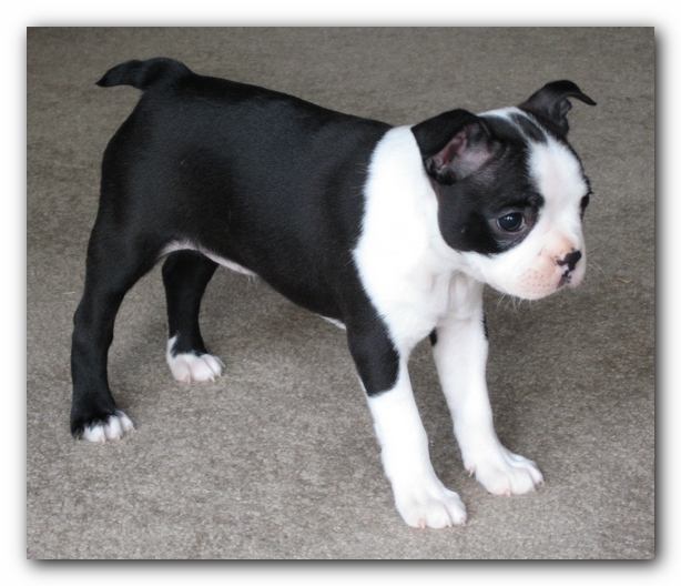 Miley the Boston Terrier Puppy