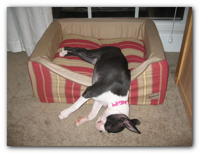 Miley the Boston Terrier Puppy