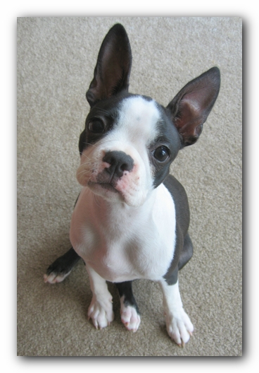 Miley the Boston Terrier Puppy
