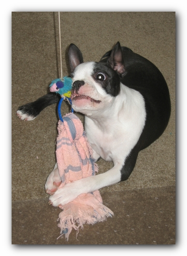 Miley the Boston Terrier Puppy