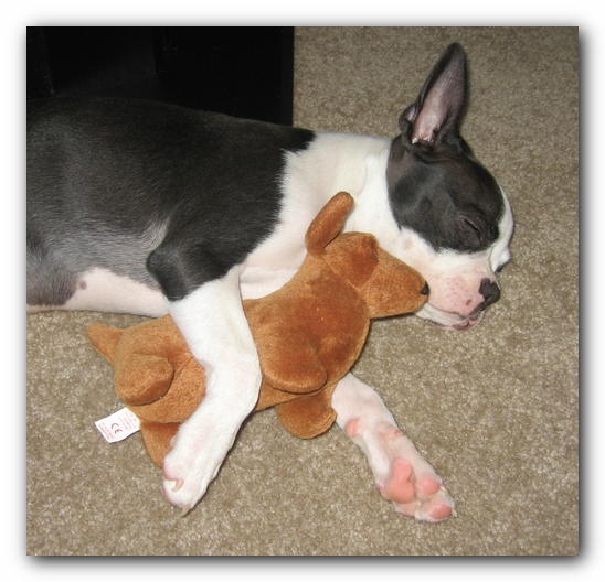 Miley the Boston Terrier Puppy