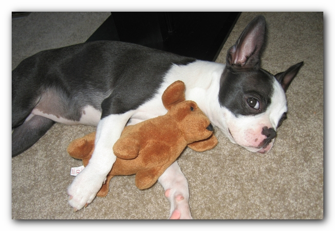 Miley the Boston Terrier Puppy