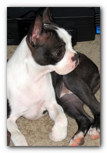 Miley the Boston Terrier Puppy