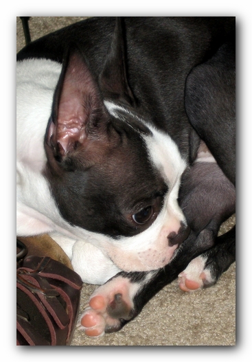 Miley the Boston Terrier Puppy