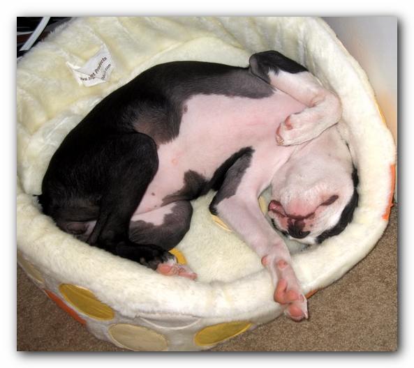 Miley the Boston Terrier Puppy