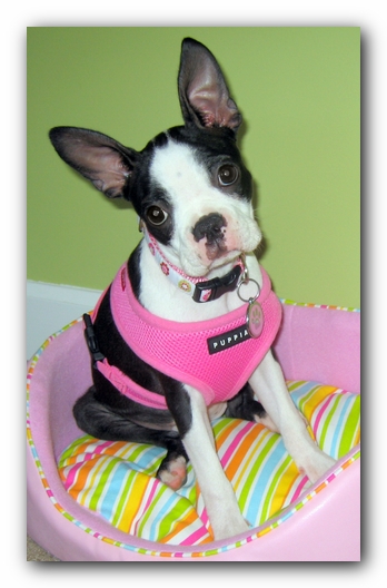 Miley the Boston Terrier Puppy