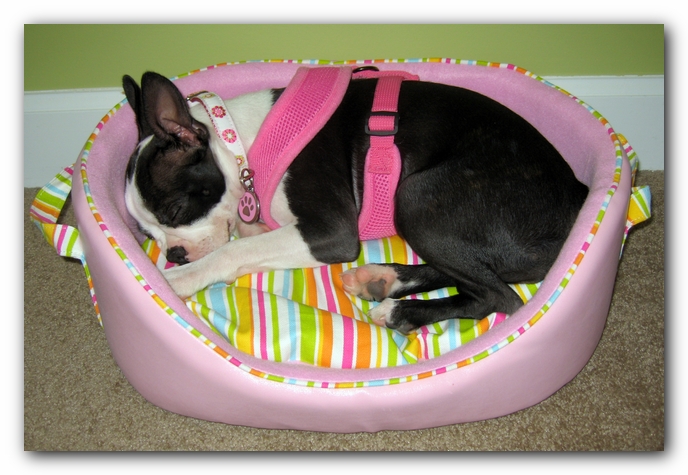 Miley the Boston Terrier Puppy