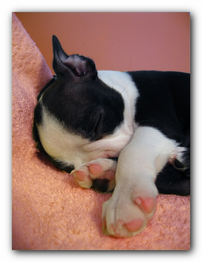 Miley the Boston Terrier Puppy