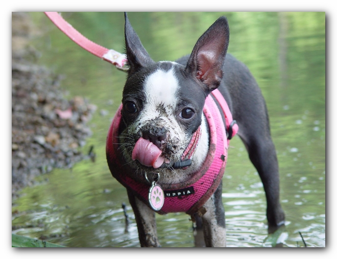 Miley the Boston Terrier Puppy<br>Photo by Ryan