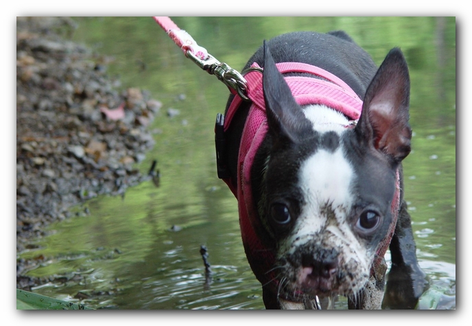 Miley the Boston Terrier Puppy<br>Photo by Ryan