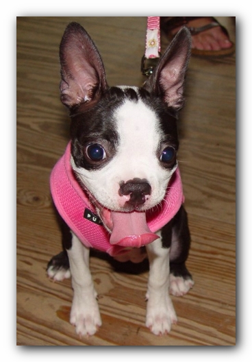 Miley the Boston Terrier Puppy<br>Photo by Ryan
