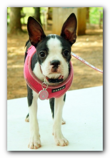 Miley the Boston Terrier Puppy<br>Photo by Ryan