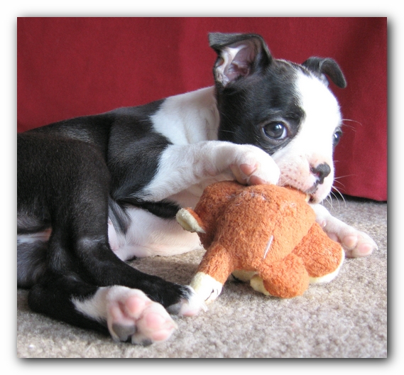 Miley the Boston Terrier Puppy