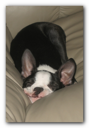 Miley the Boston Terrier Puppy