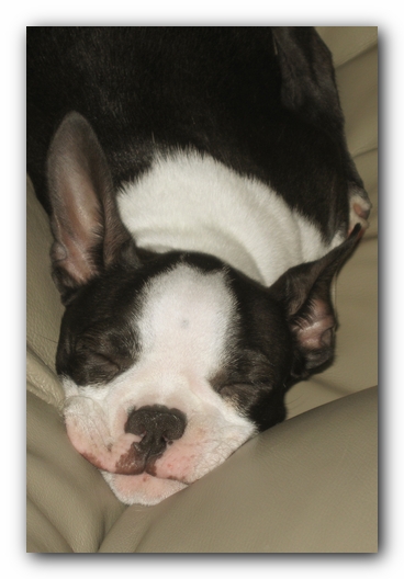 Miley the Boston Terrier Puppy