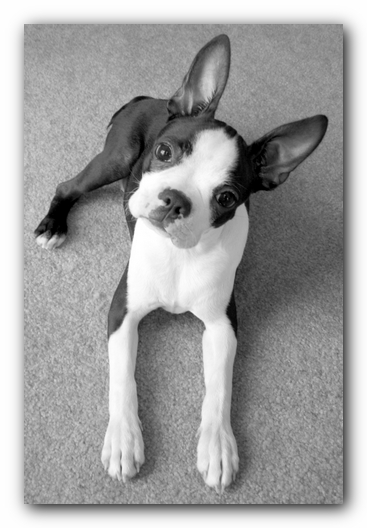 Miley the Boston Terrier Puppy