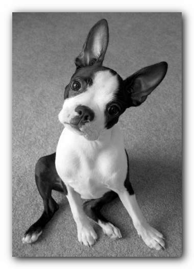 Miley the Boston Terrier Puppy