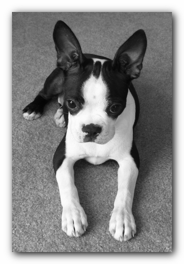 Miley the Boston Terrier Puppy