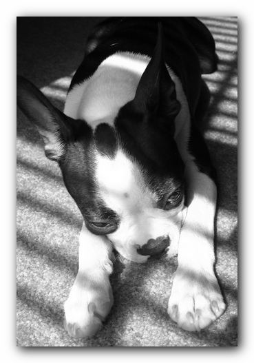 Miley the Boston Terrier Puppy