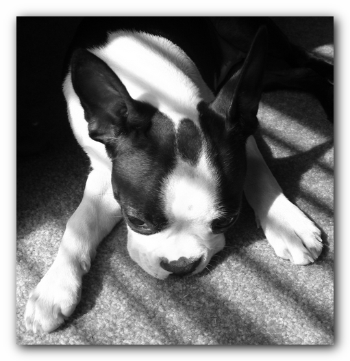 Miley the Boston Terrier Puppy