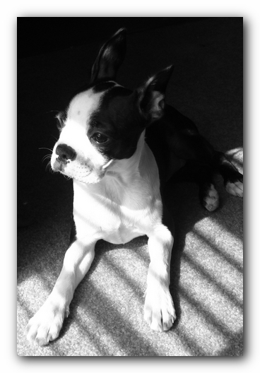 Miley the Boston Terrier Puppy