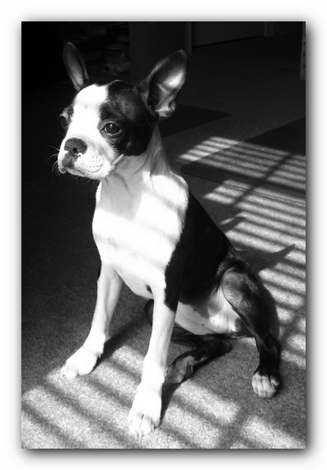 Miley the Boston Terrier Puppy