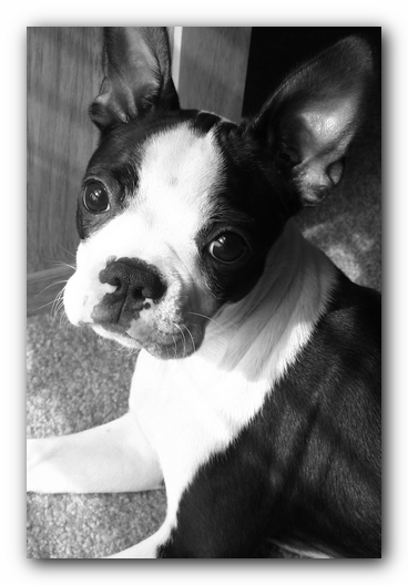 Miley the Boston Terrier Puppy