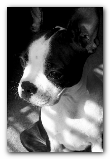 Miley the Boston Terrier Puppy