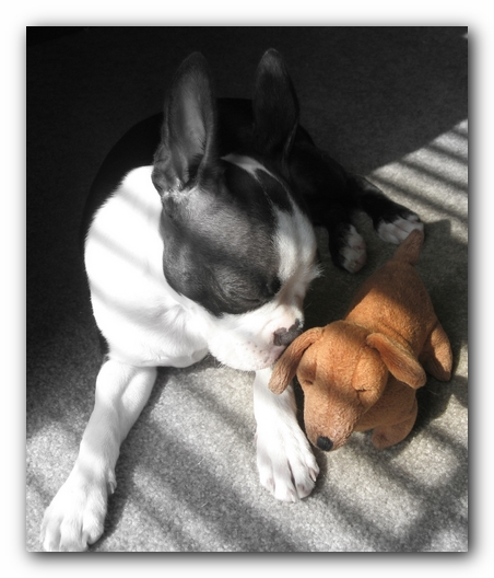 Miley the Boston Terrier Puppy
