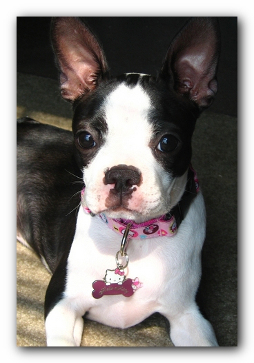 Miley the Boston Terrier Puppy
