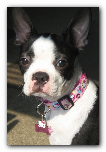 Miley the Boston Terrier Puppy