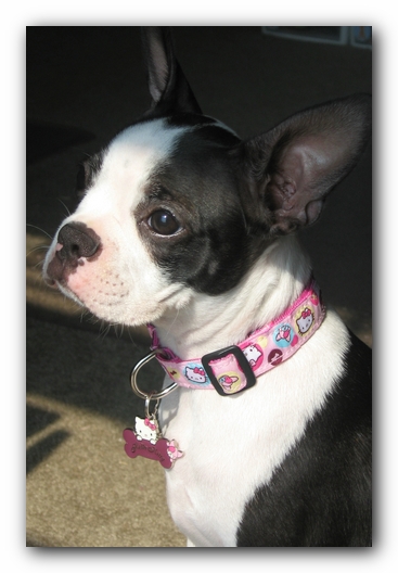 Miley the Boston Terrier Puppy