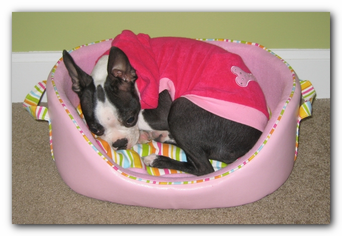 Miley the Boston Terrier Puppy