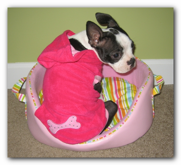 Miley the Boston Terrier Puppy