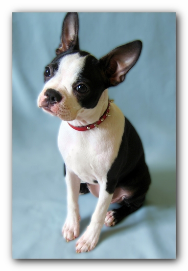 Miley the Boston Terrier Puppy