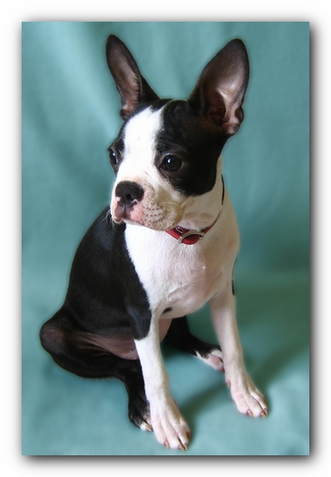 Miley the Boston Terrier Puppy