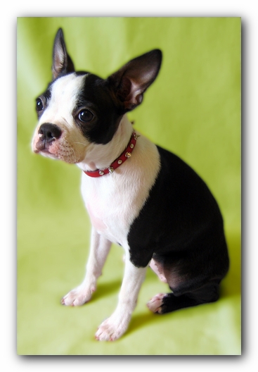 Miley the Boston Terrier Puppy
