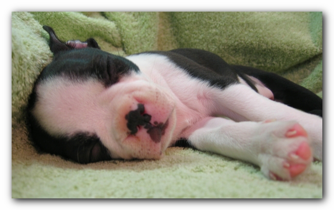 Miley the Boston Terrier Puppy