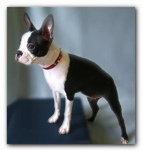 Miley the Boston Terrier Puppy